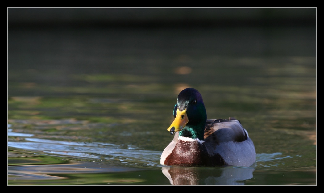 Animals 1