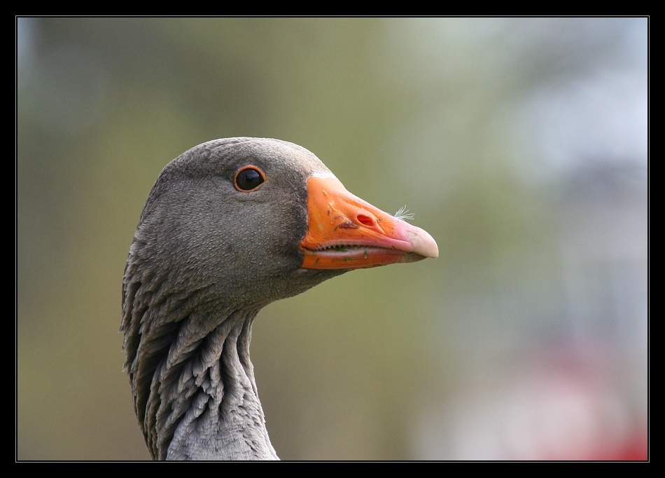 Animals 10