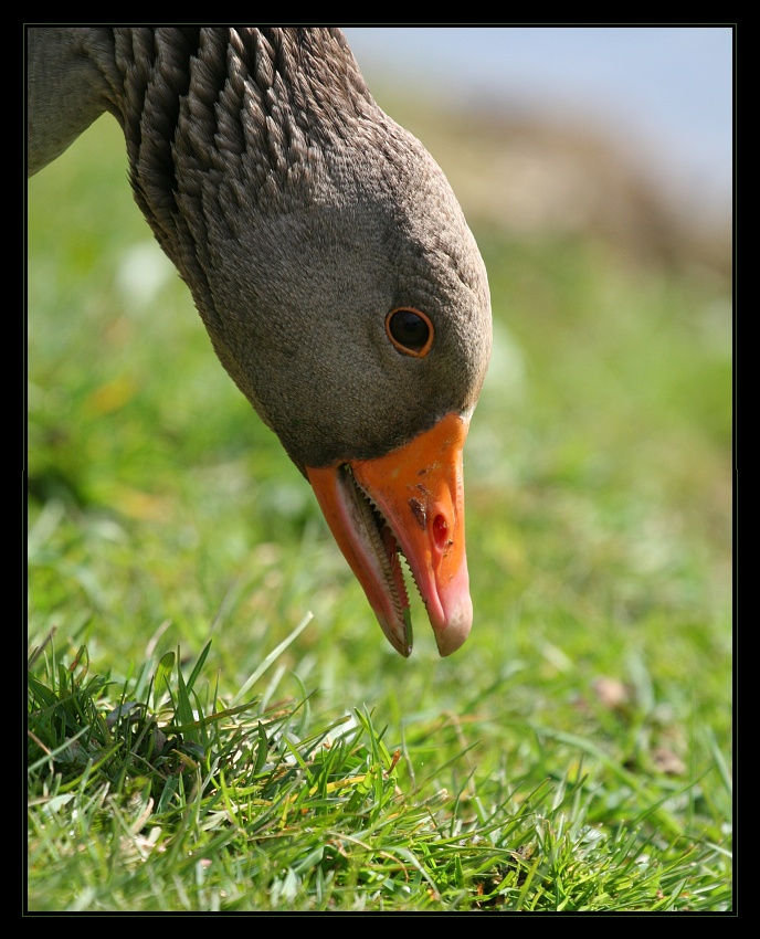 Animals 11