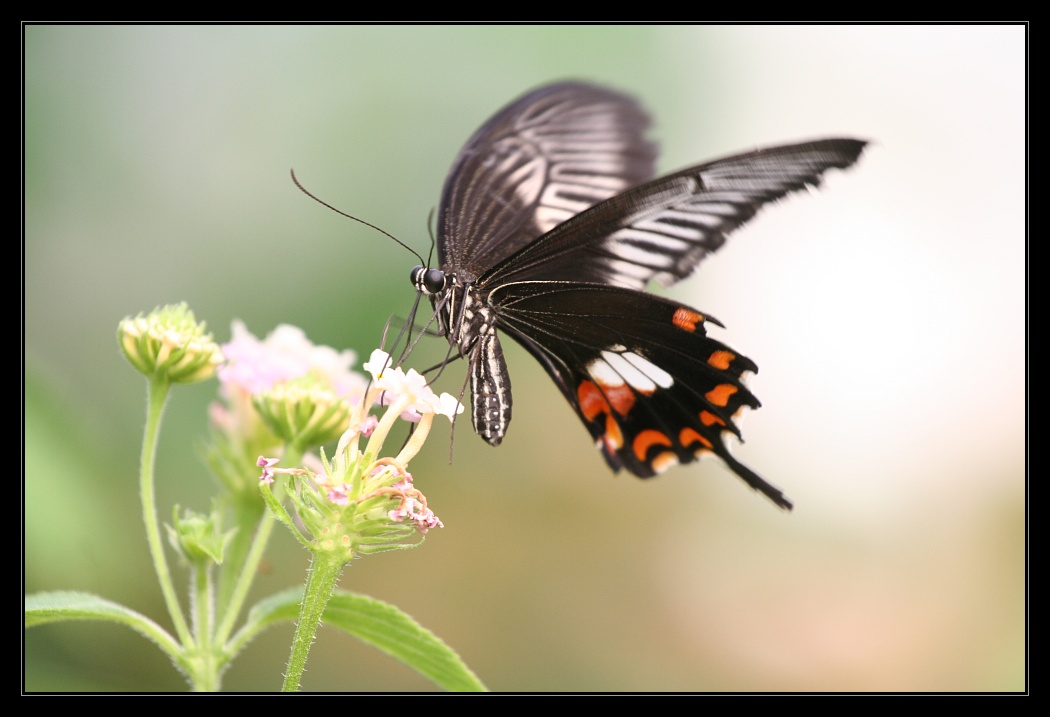 Animals 14