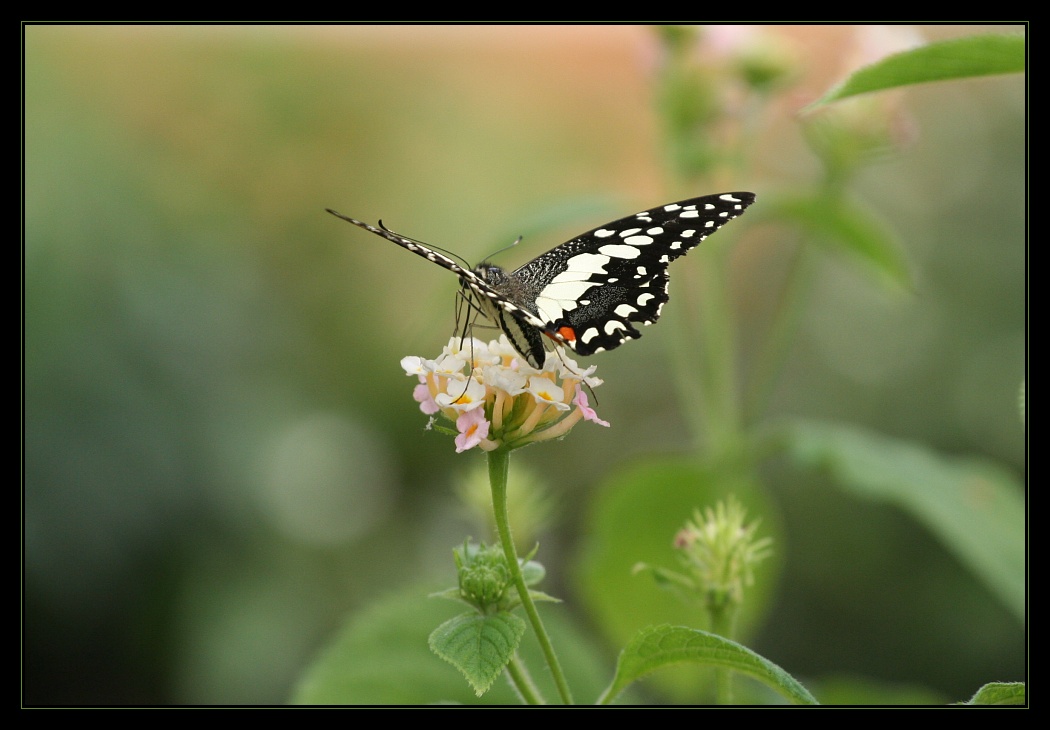 Animals 15