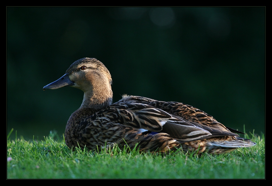 Animals 16