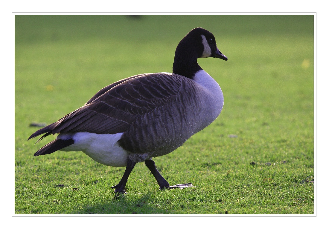 Animals 18