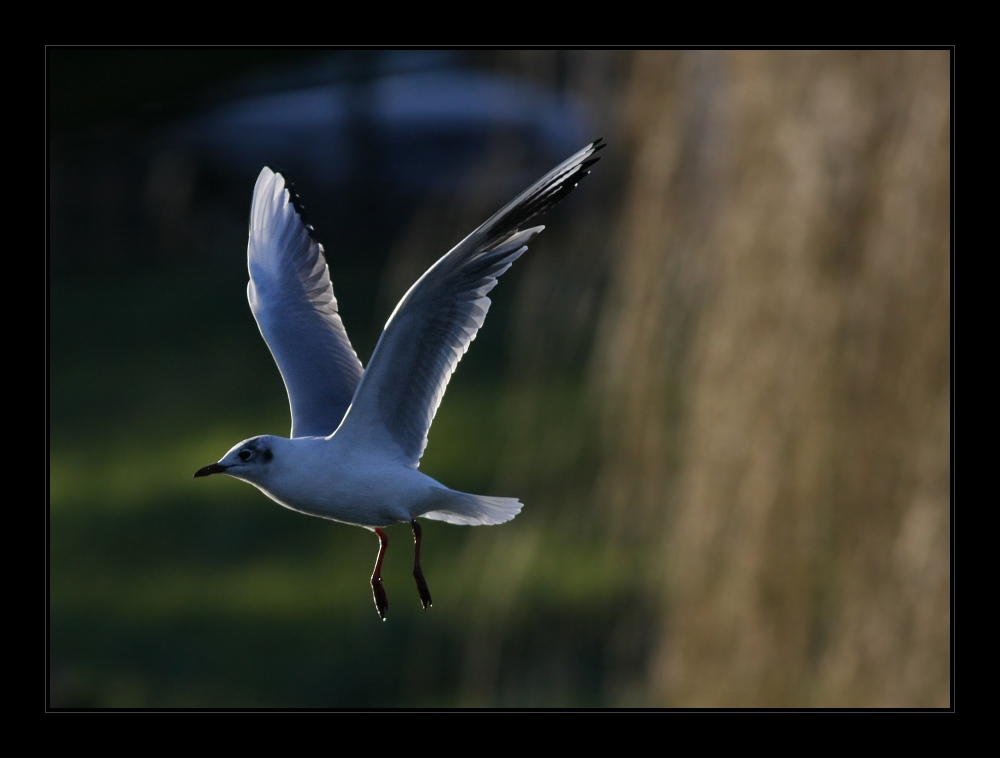 Animals 20