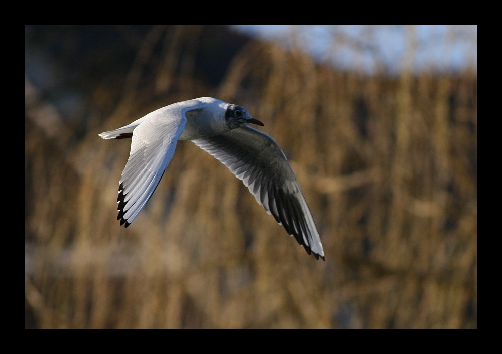 Animals 23