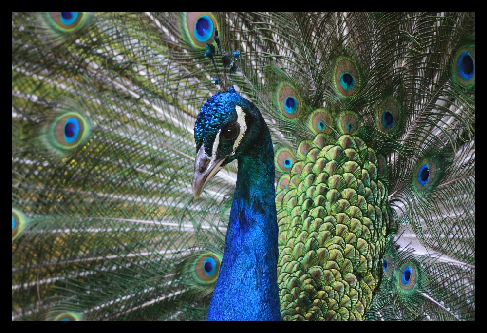 Animals 26