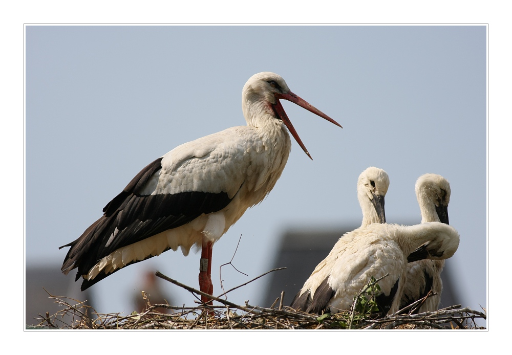 Animals 28