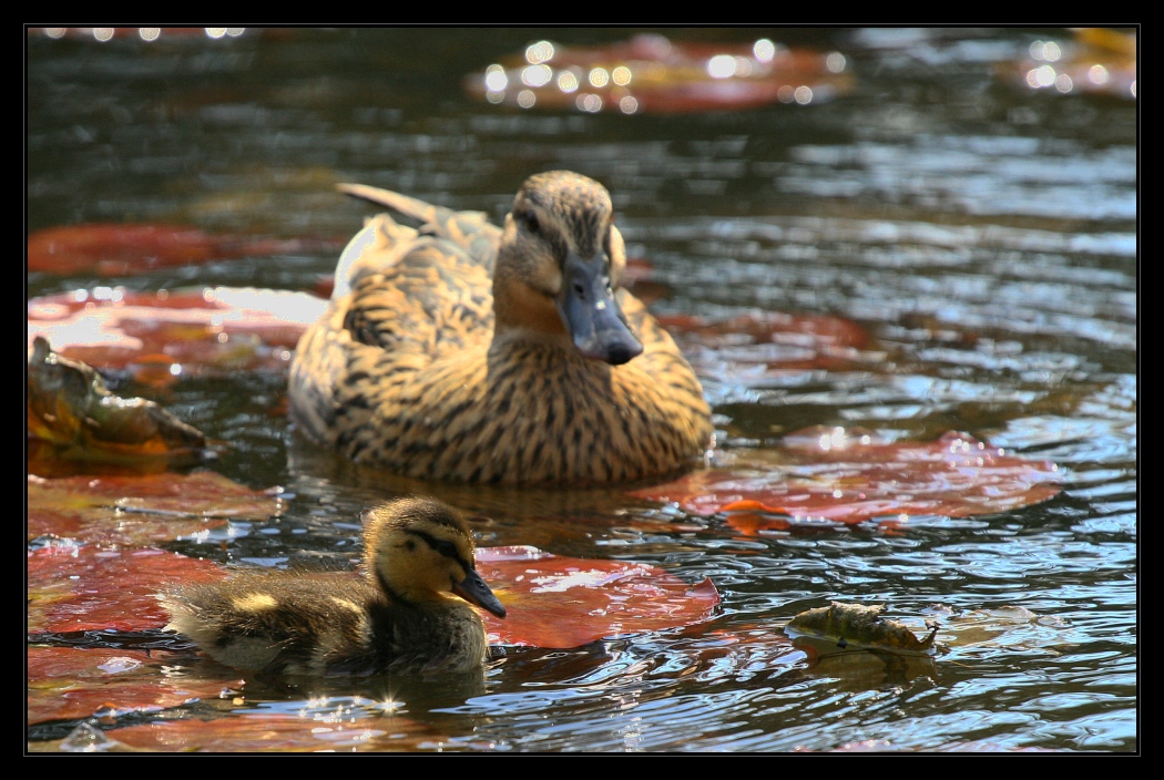 Animals 3