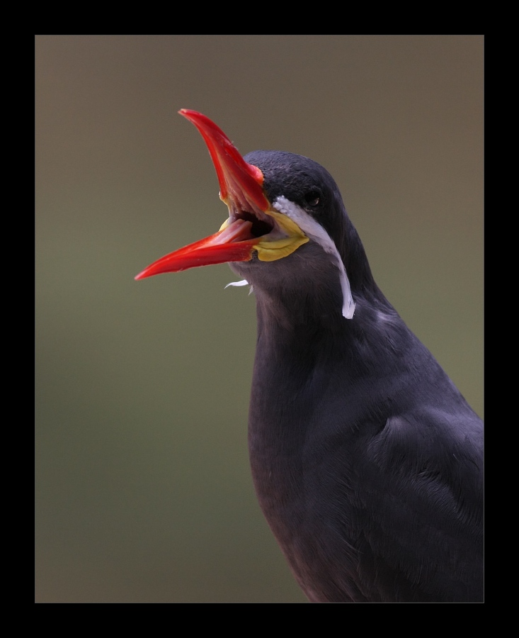 Animals 31