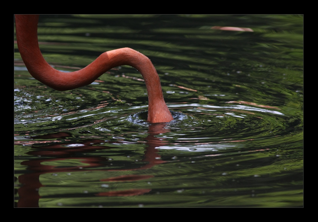 Animals 32