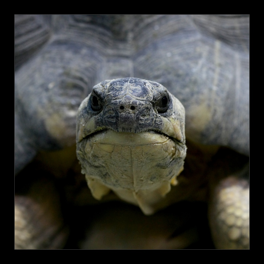 Animals 33
