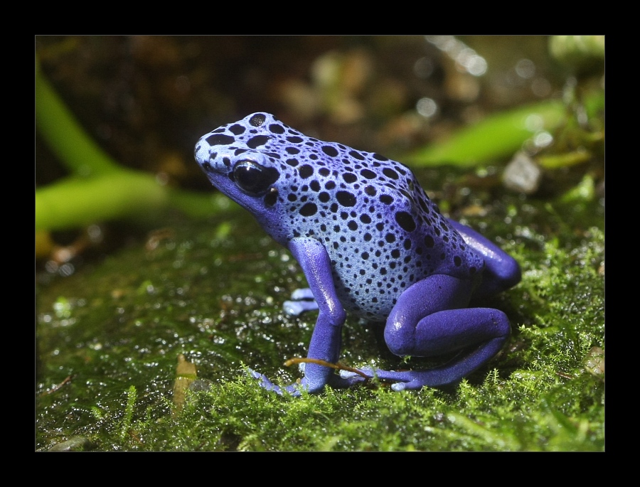 Animals 34