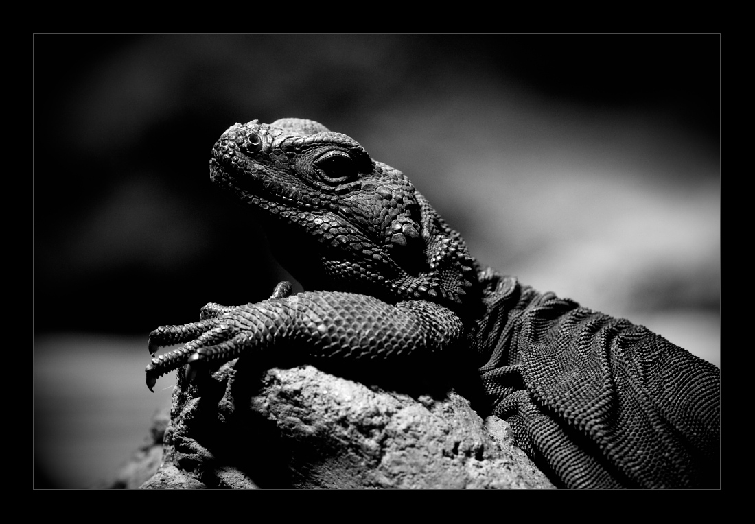 Animals 35