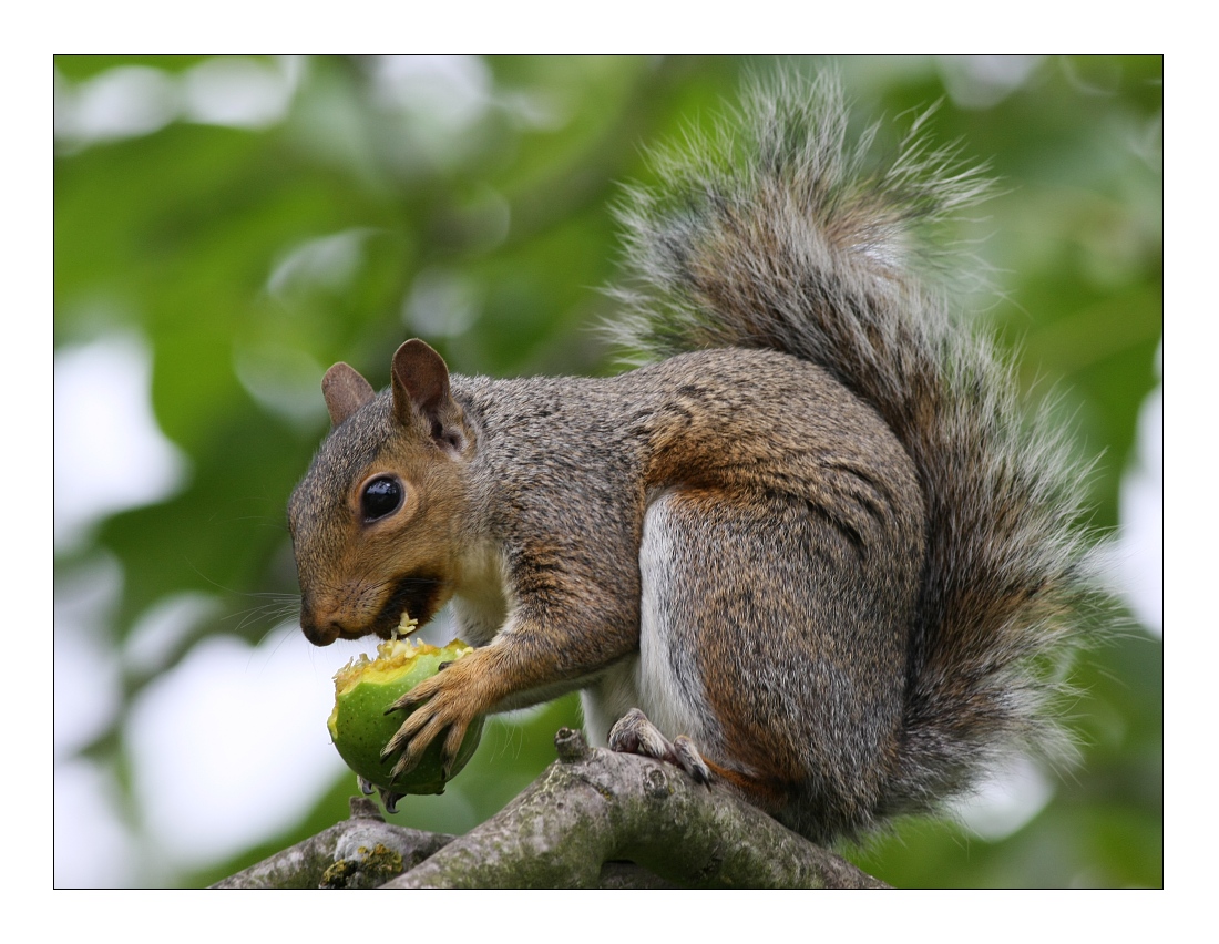 Animals 36