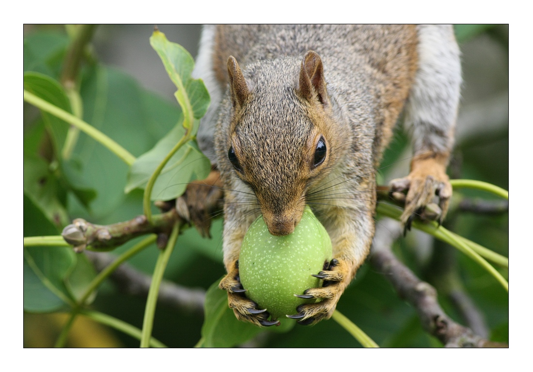 Animals 37