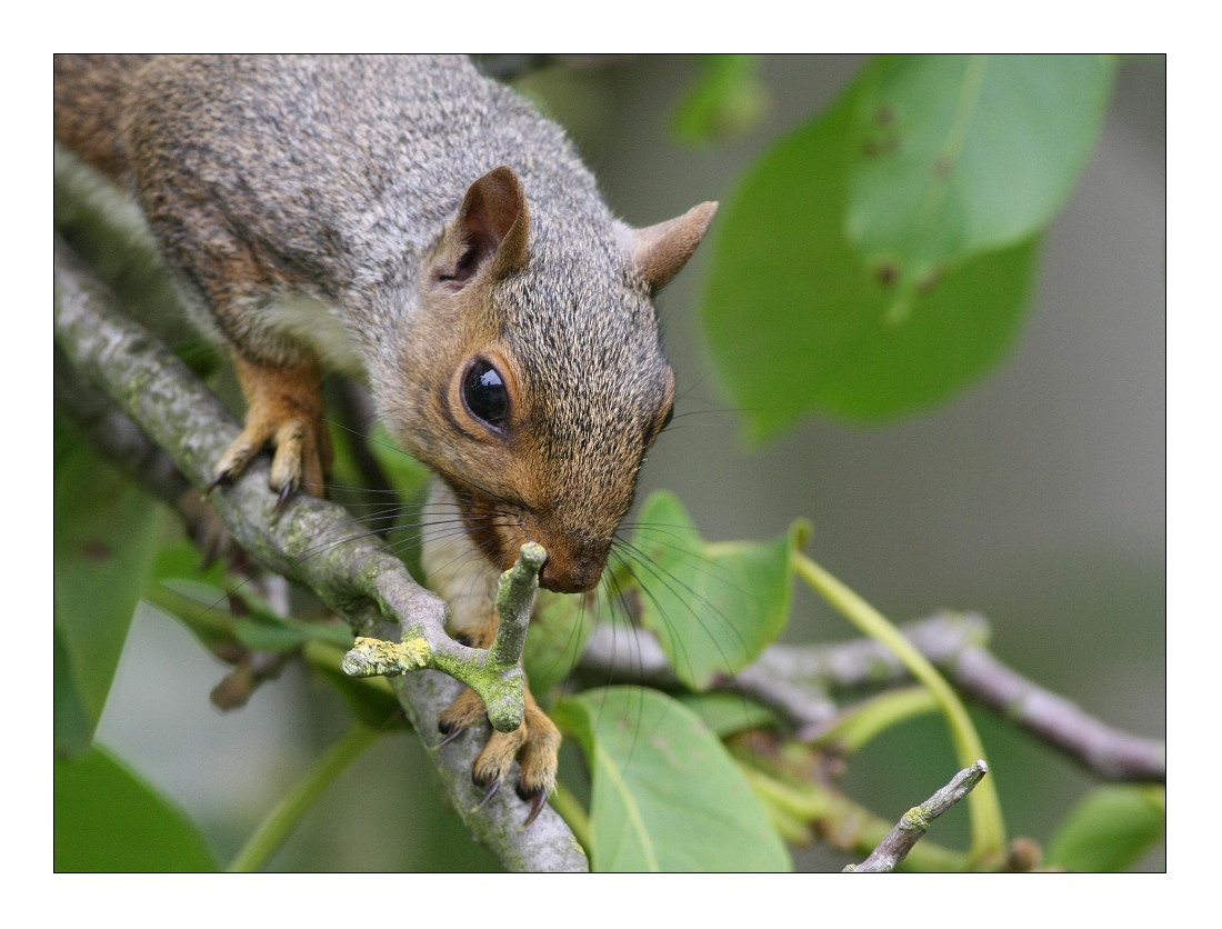 Animals 38