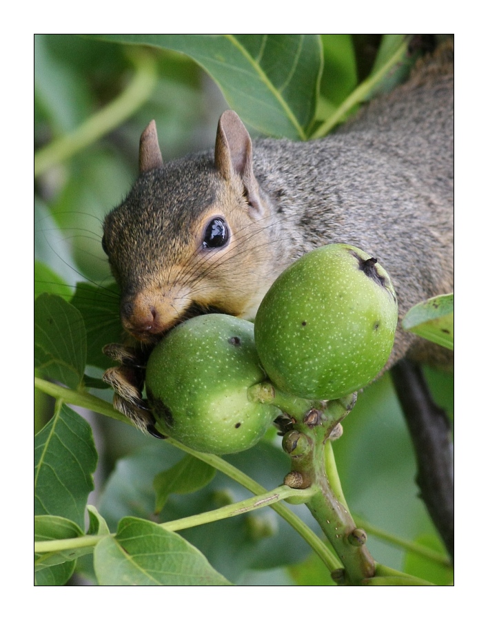 Animals 39