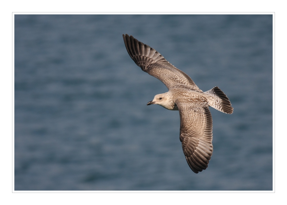 Animals 40