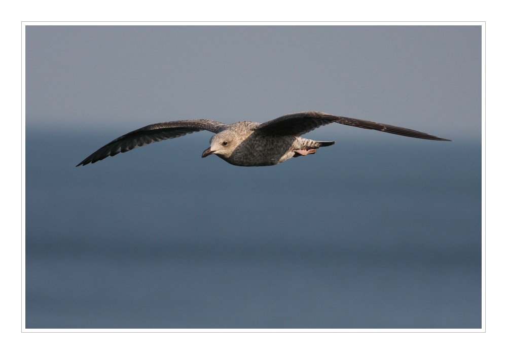 Animals 41