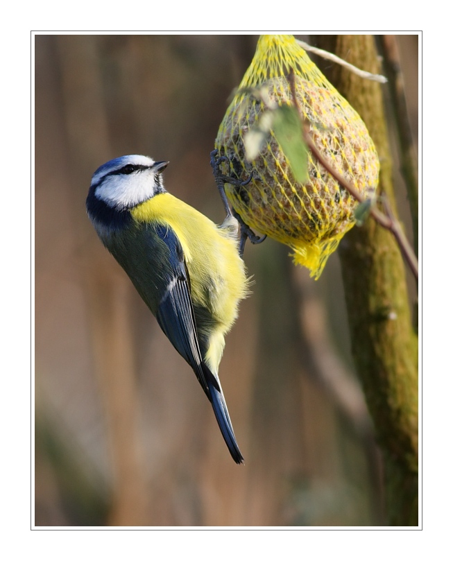 Animals 43