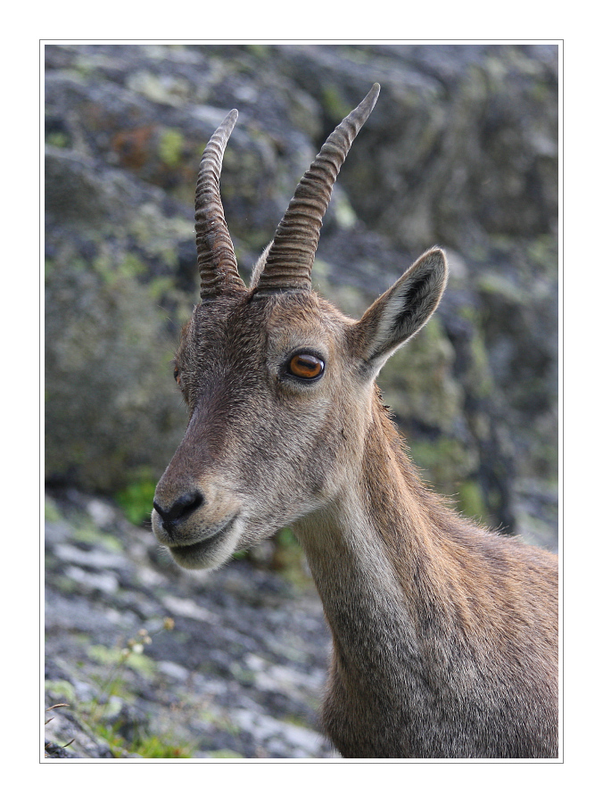 Animals 44