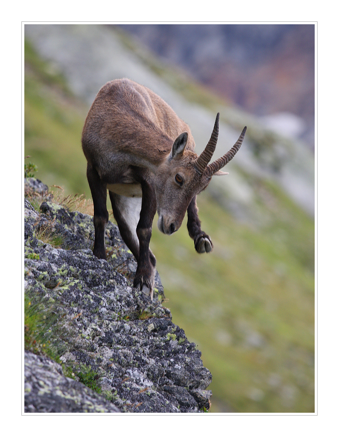 Animals 45