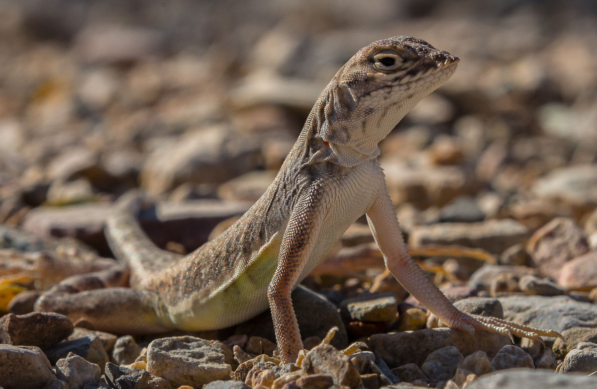Animals 48