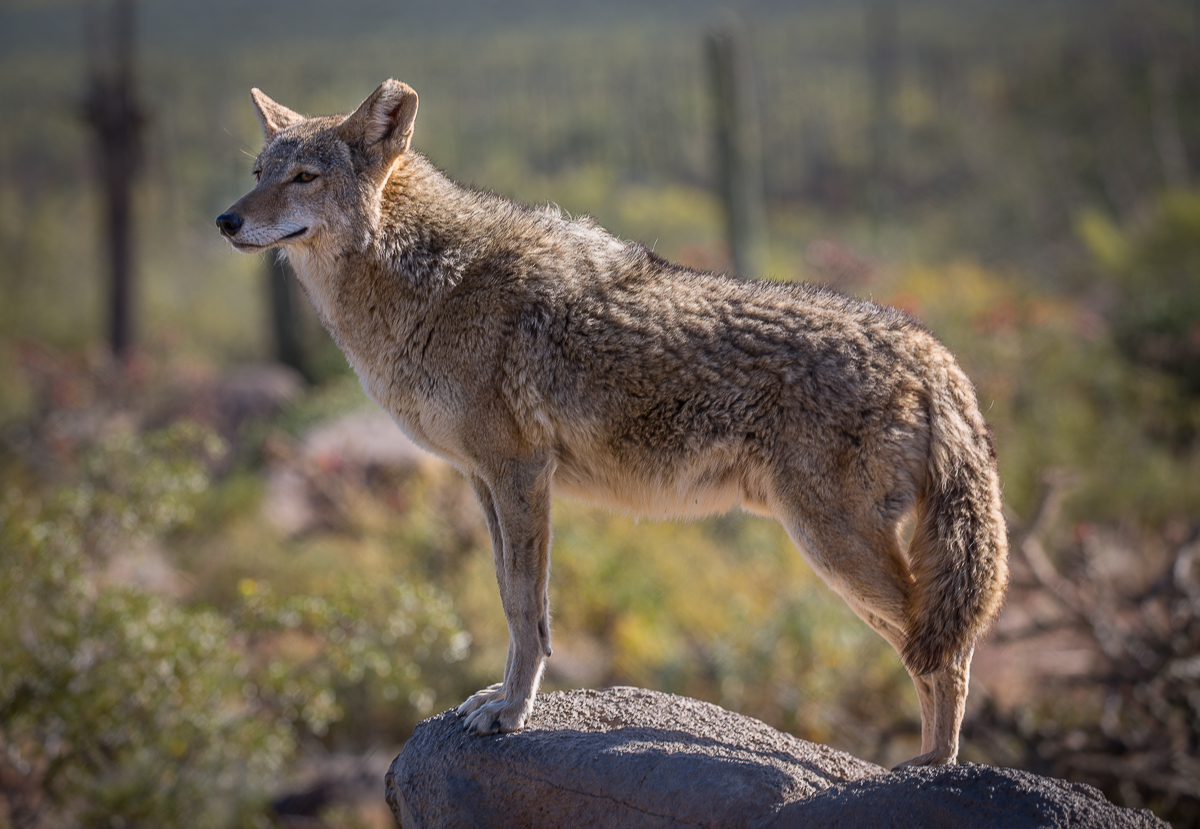 Animals 49