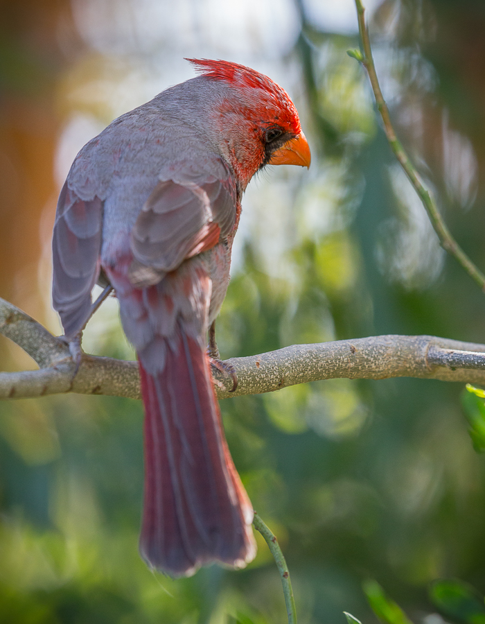 Animals 52