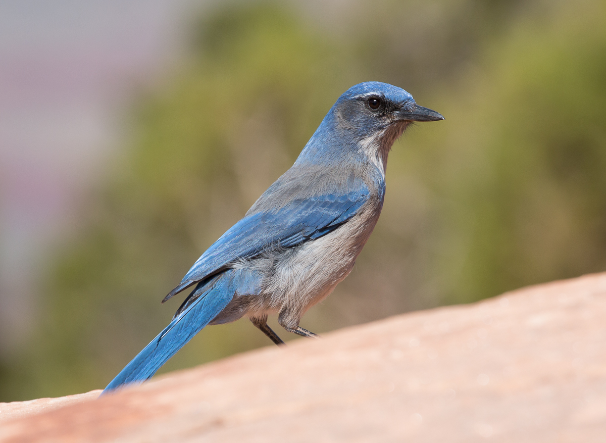 Animals 54