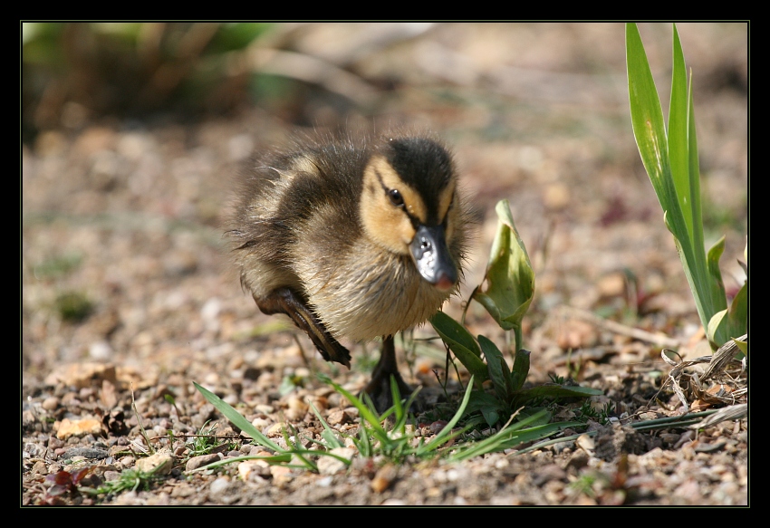 Animals 6