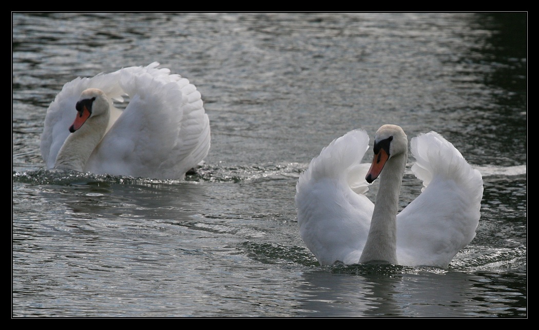 Animals 7