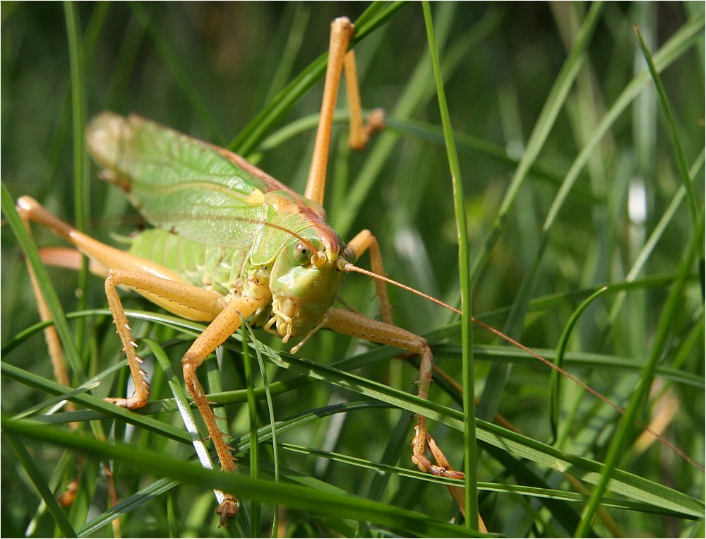 Animals 8