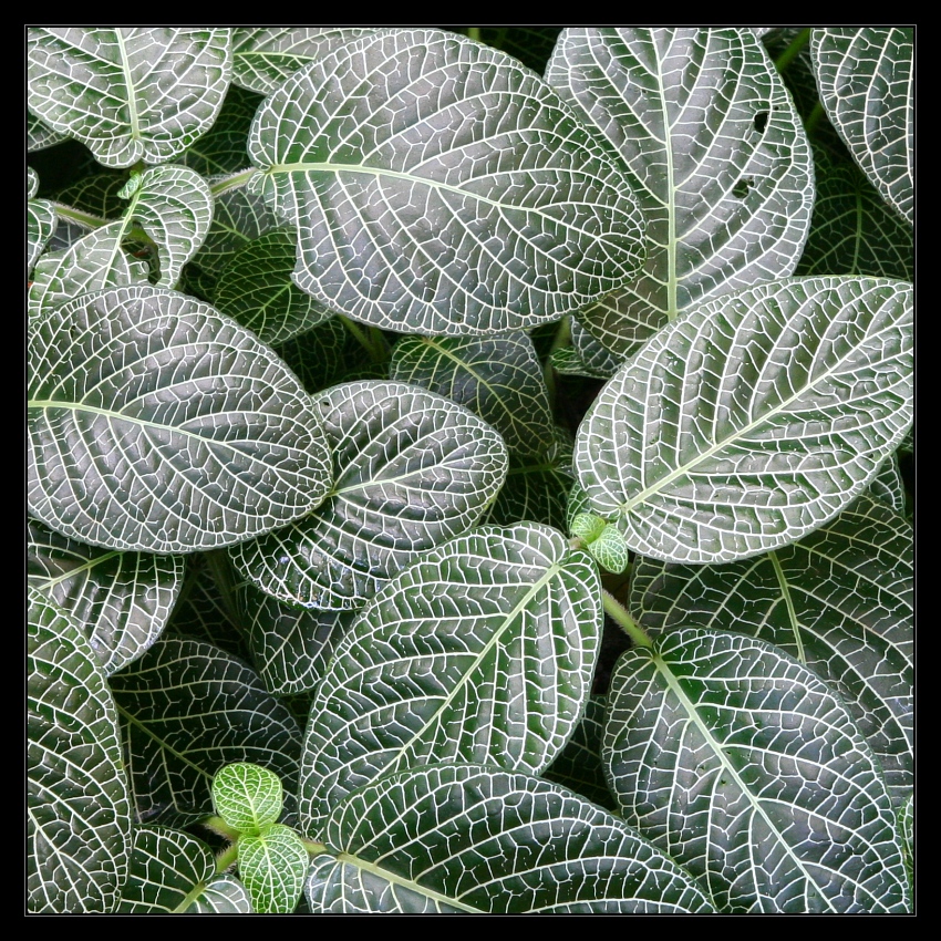 Plants 1