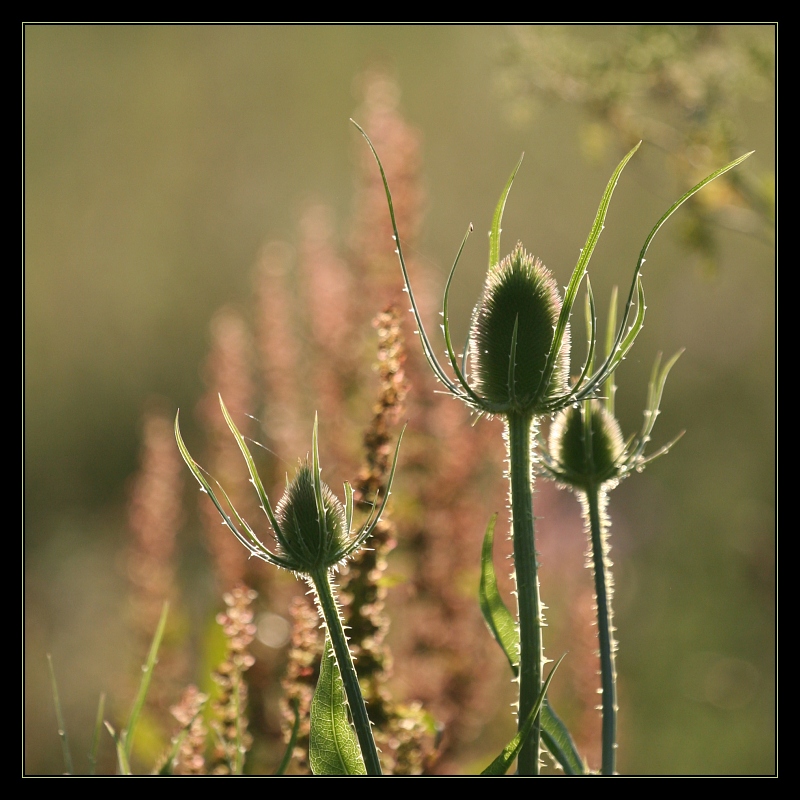Plants 10