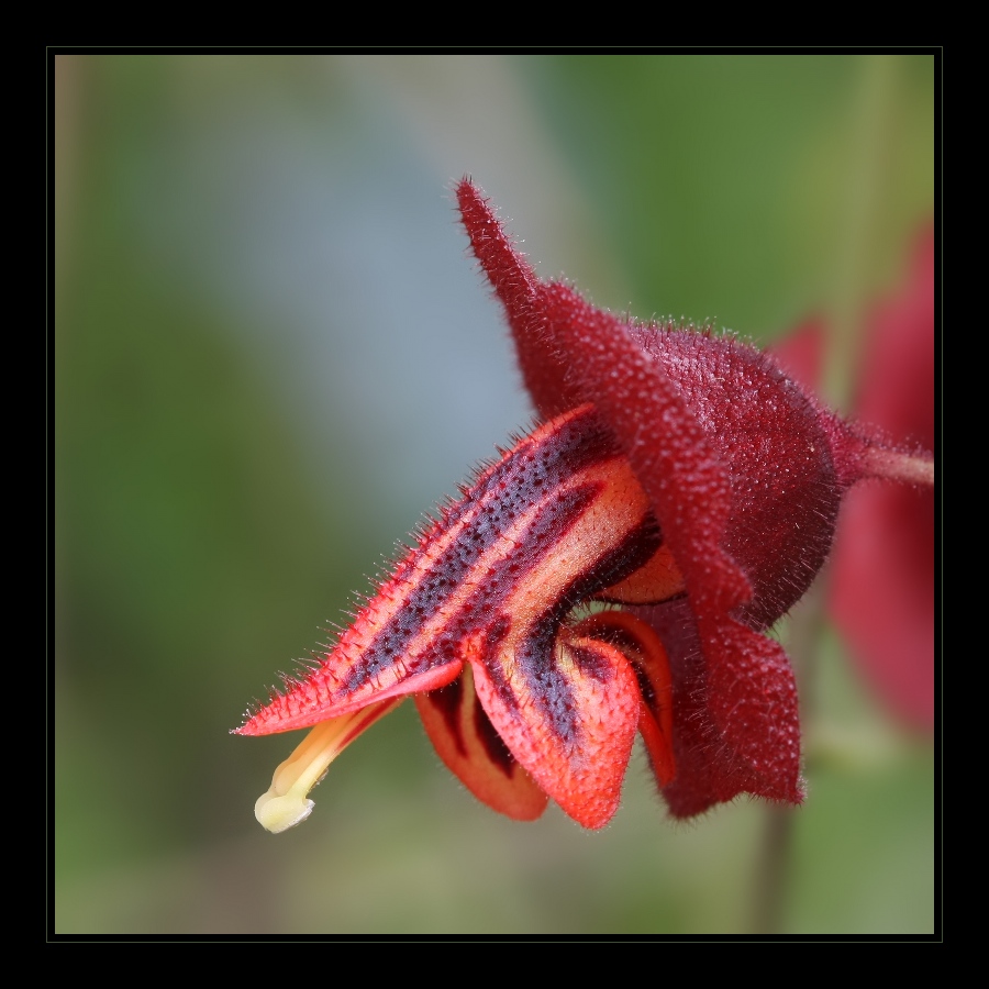 Plants 11