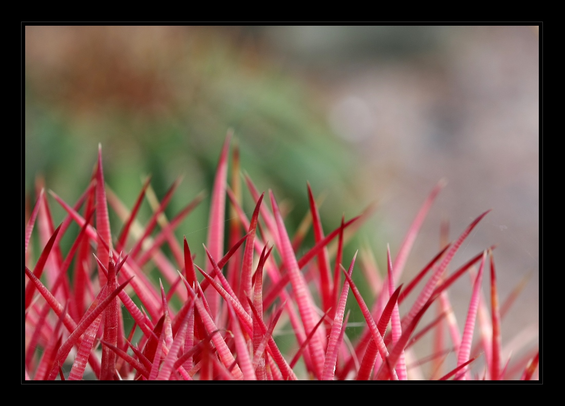 Plants 12