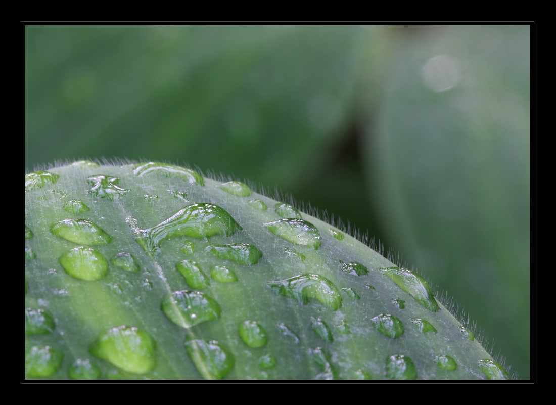 Plants 13