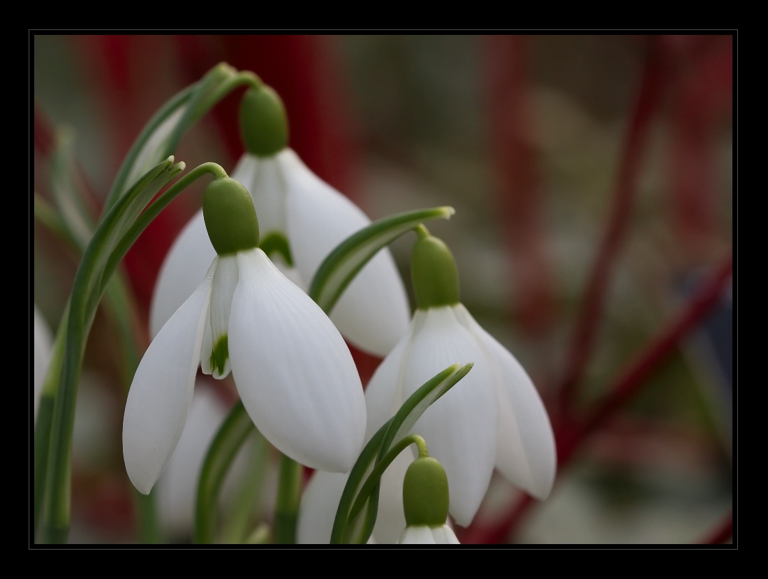 Plants 14