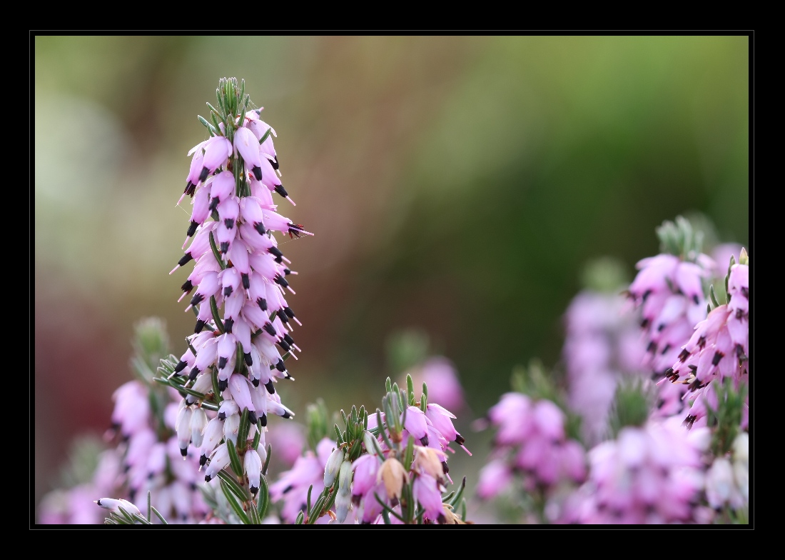 Plants 15