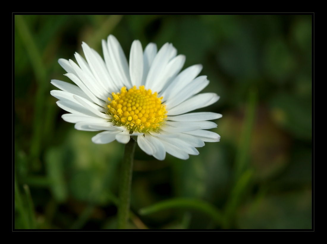 Plants 16
