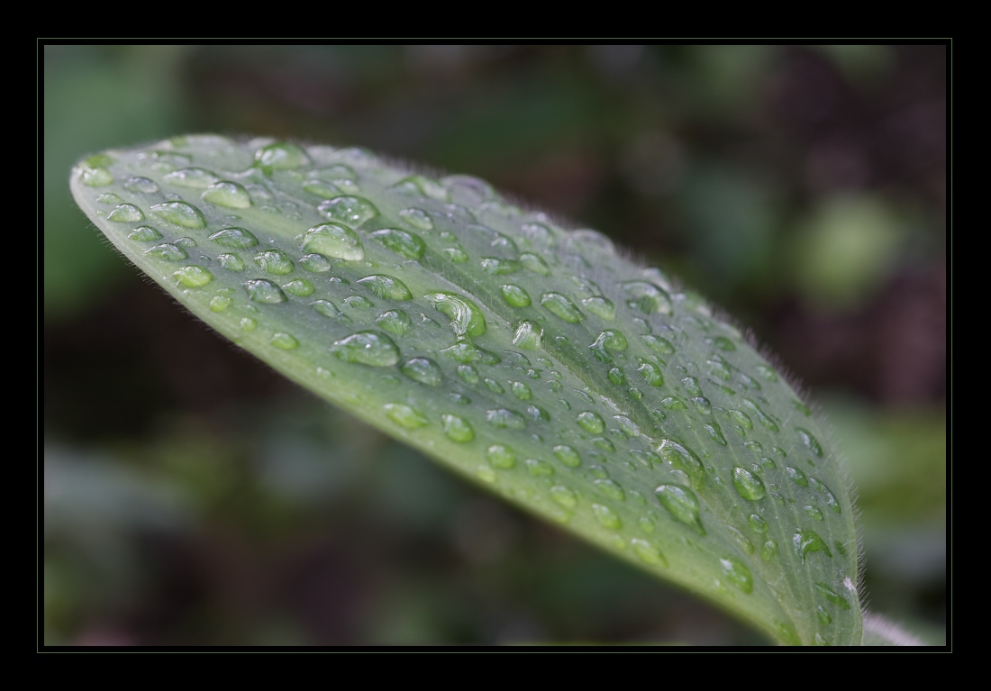 Plants 18