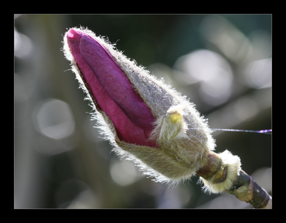 Plants 19