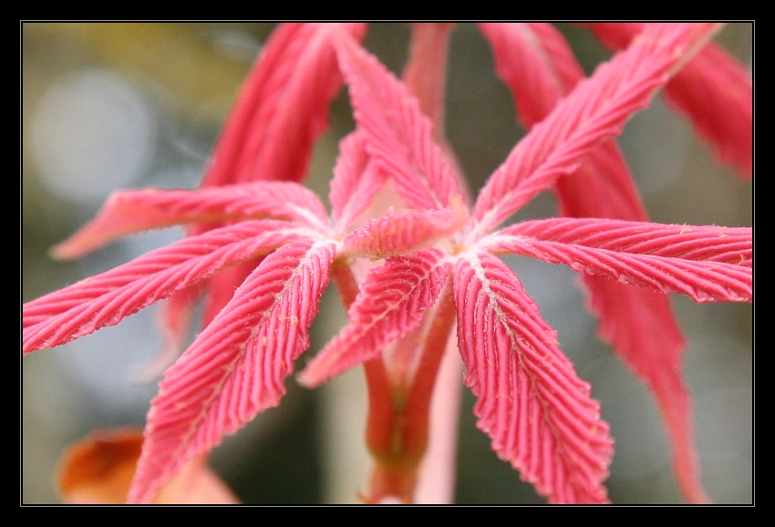 Plants 2