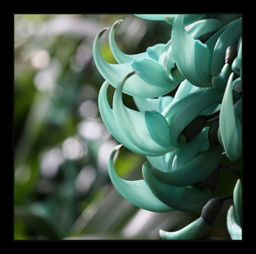 Plants 20