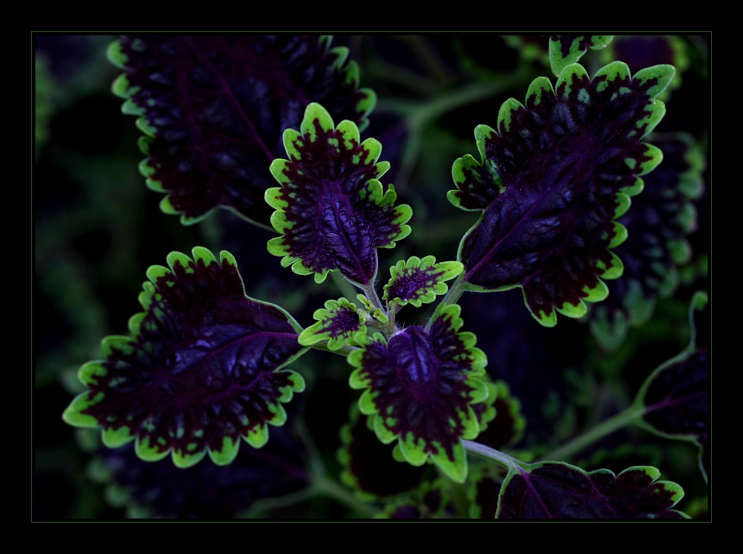 Plants 22