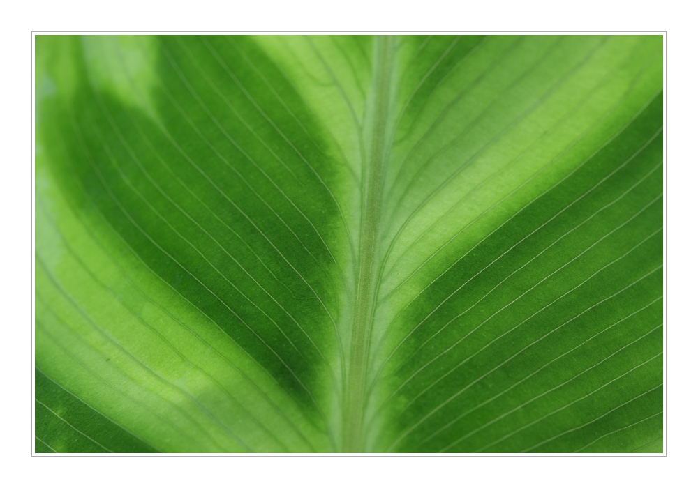 Plants 24
