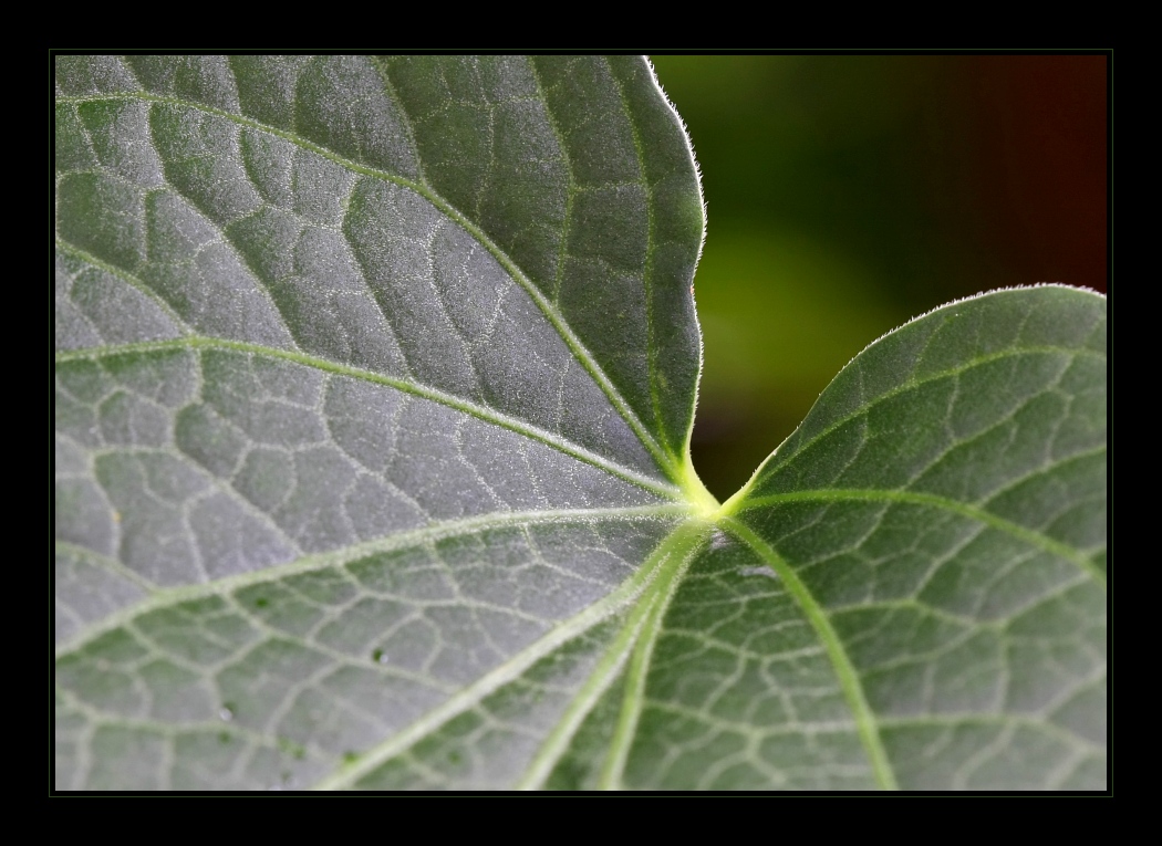Plants 25