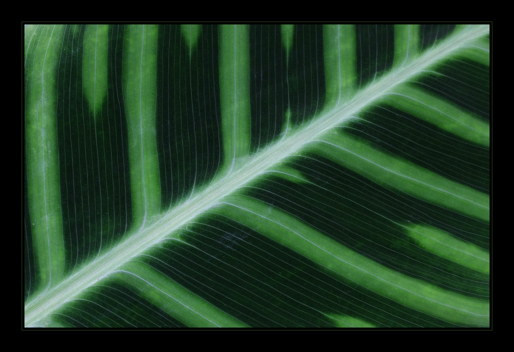 Plants 26
