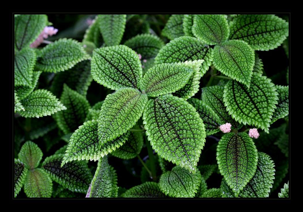 Plants 27